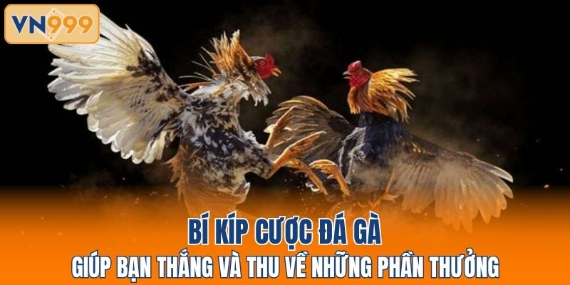 Bí kíp cược đá gà giúp bạn thắng và thu về những phần thưởng