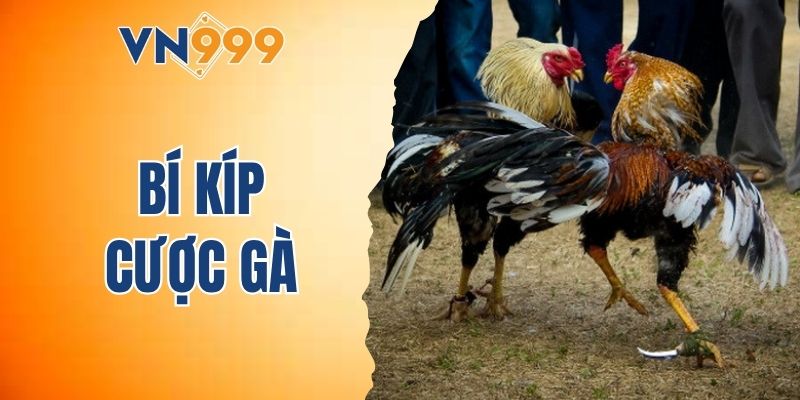 bí kíp cược gà