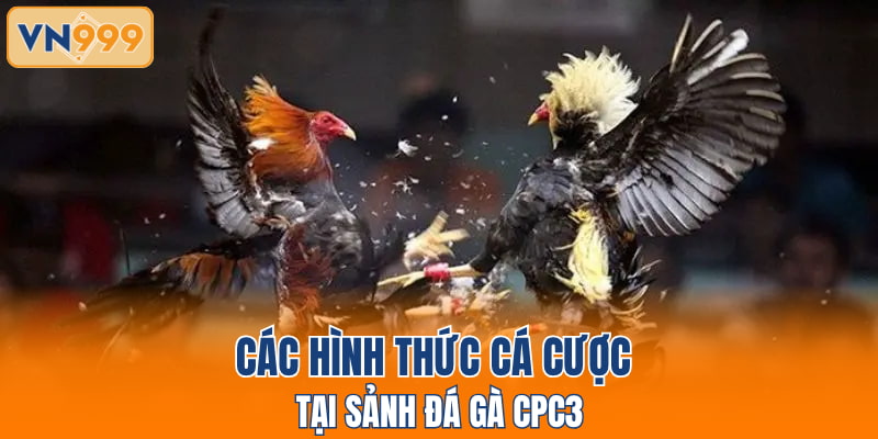 Các hình thức cá cược tại sảnh đá gà CPC3