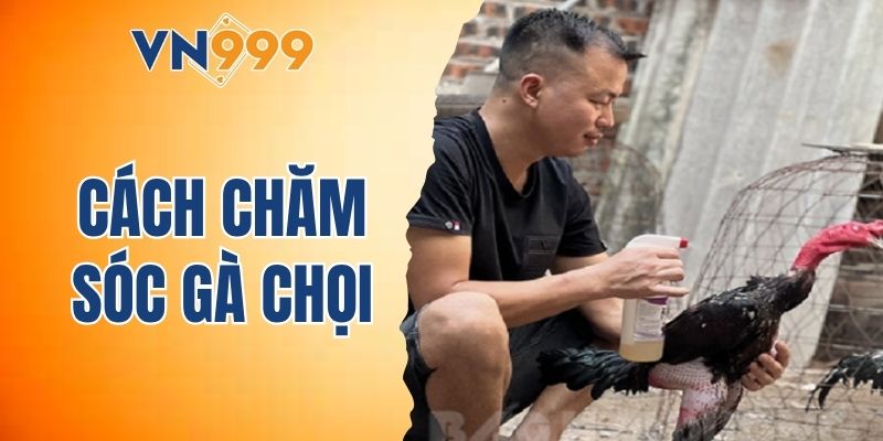 cách chăm sóc gà chọi