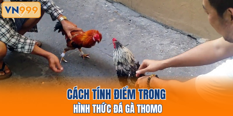 Cách tính điểm trong hình thức đá gà Thomo