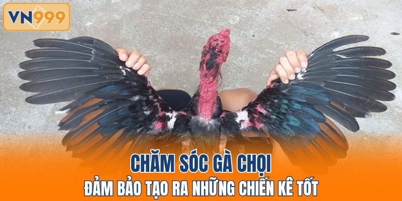 Chăm sóc gà chọi đảm bảo tạo ra những chiến kê tốt