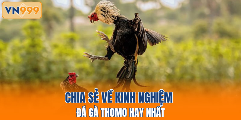 Chia sẻ về kinh nghiệm đá gà Thomo hay nhất