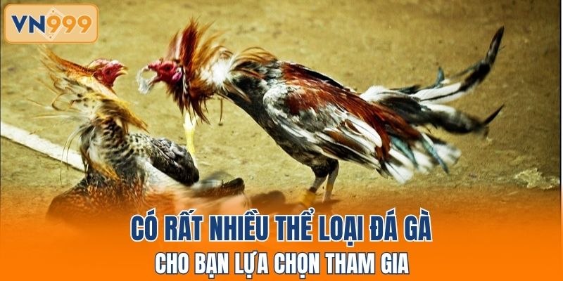 Có rất nhiều thể loại đá gà cho bạn lựa chọn tham gia