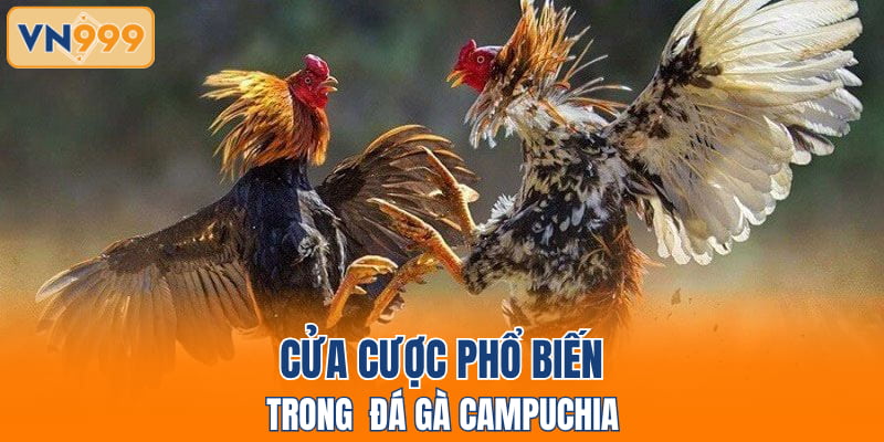 Cửa cược phổ biến đá gà Campuchia