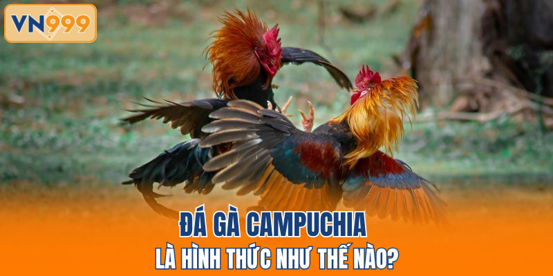 Đá gà Campuchia là hình thức như thế nào?