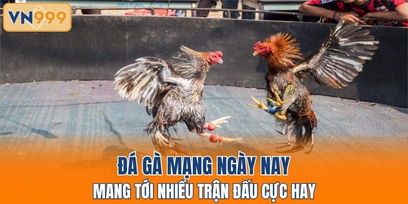 Đá gà mạng ngày nay mang tới nhiều trận đấu cực hay
