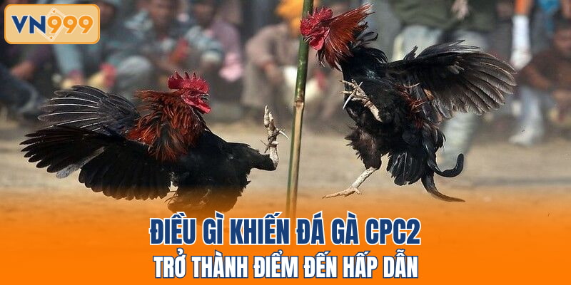 Điều gì khiến đá gà CPC2 trở thành điểm đến hấp dẫn