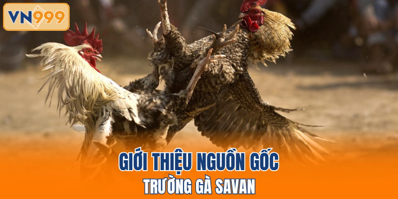 Giới thiệu nguồn gốc trường gà Savan