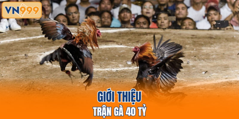 Giới thiệu trận gà 40 tỷ