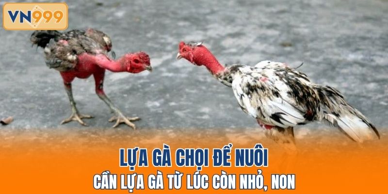 Lựa gà chọi để nuôi cần lựa gà từ lúc còn nhỏ, non