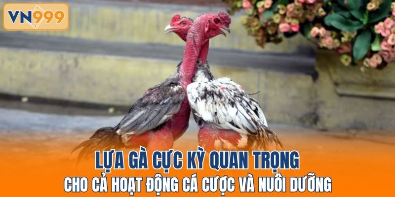 Lựa gà cực kỳ quan trọng cho cả hoạt động cá cược và nuôi dưỡng