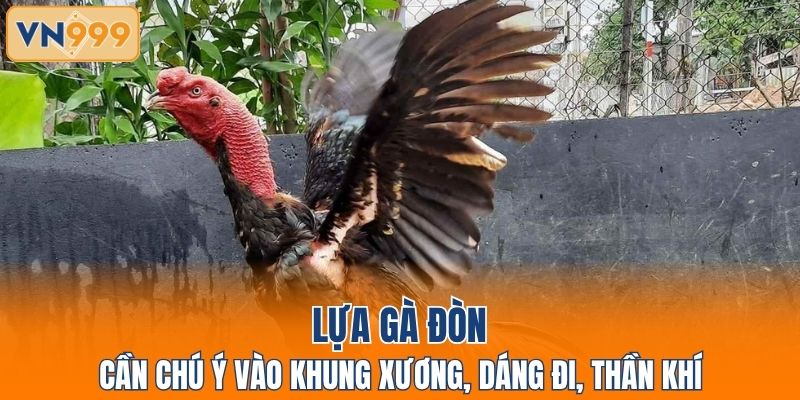 Lựa gà đòn cần chú ý vào khung xương, dáng đi, thần khí