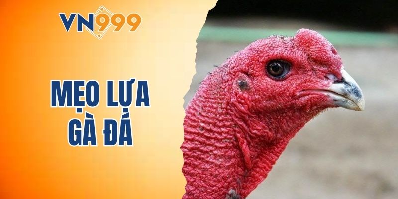mẹo lựa gà đá