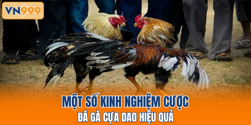 Một số kinh nghiệm cược đá gà cựa dao hiệu quả