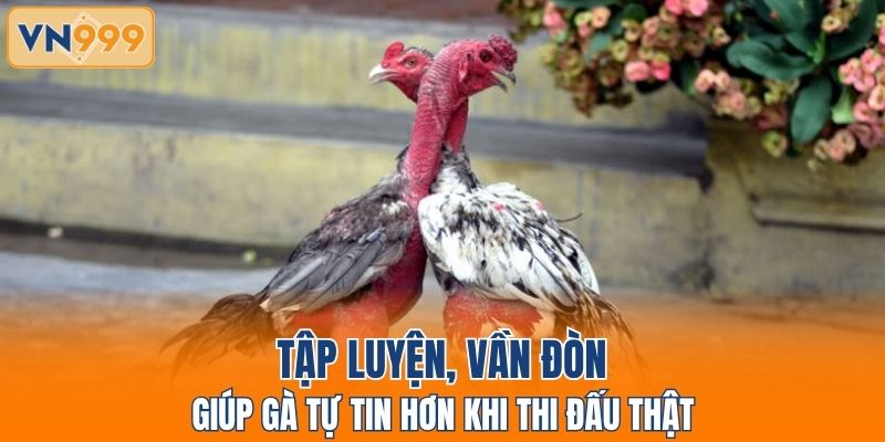 Tập luyện, vần đòn giúp gà tự tin hơn khi thi đấu thật