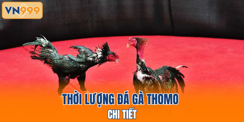 Thời lượng đá gà Thomo chi tiết