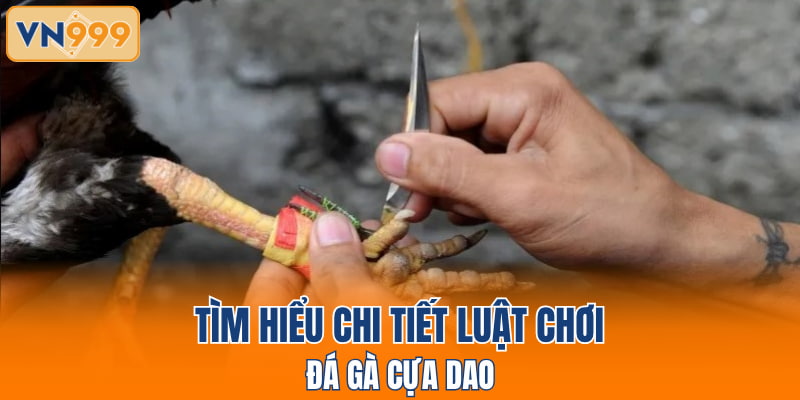 Tìm hiểu chi tiết luật chơi đá gà cựa dao