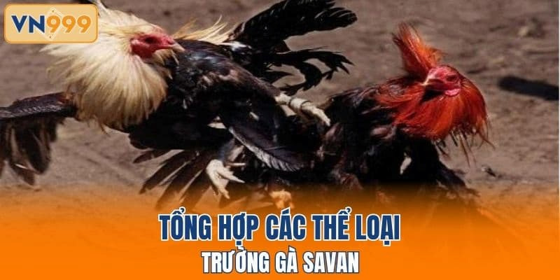 Tổng hợp các thể loại trường gà Savan