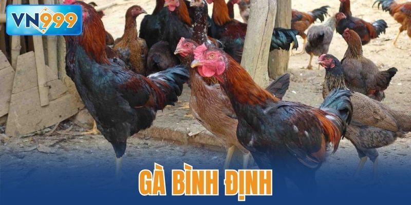 Gà Bình Định