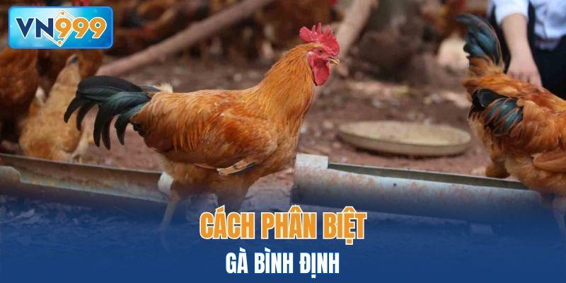 Cách phân biệt gà Bình Định