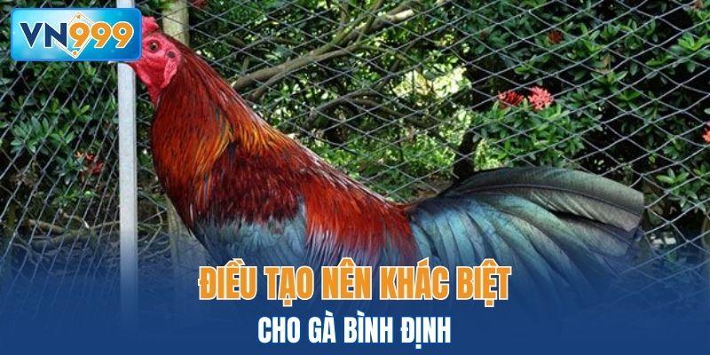 Điều tạo nên khác biệt cho gà Bình Định