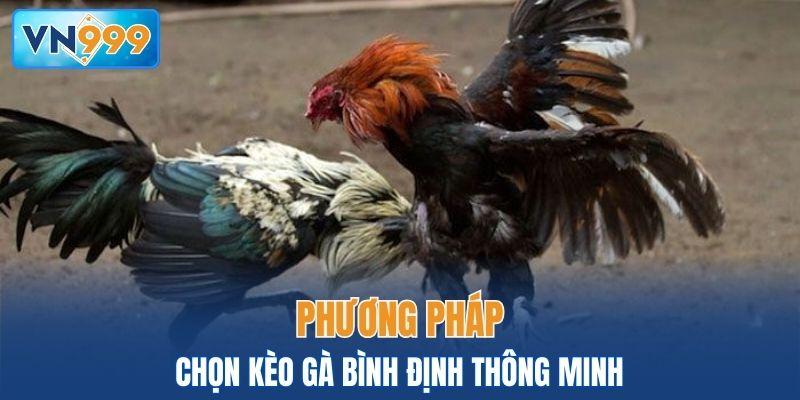 Phương pháp chọn kèo gà Bình Định thông minh