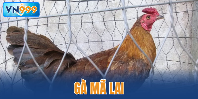 Gà Mã Lai