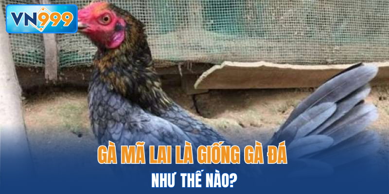 Gà Mã Lai giống gà đá như thế nào?