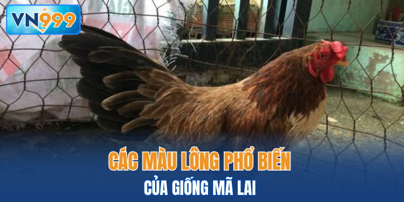 Các màu lông phổ biến của giống Mã Lai