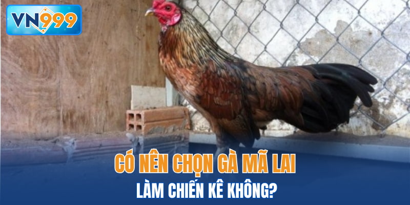Có nên chọn Gà Mã Lai làm chiến kê không?