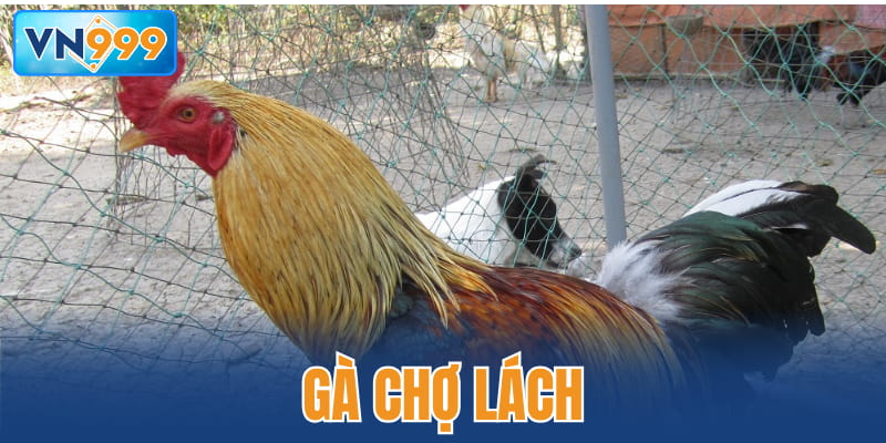 Gà Chợ Lách