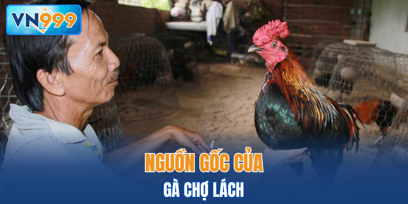 Nguồn gốc của Gà Chợ Lách