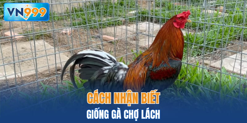 Cách nhận biết giống Gà Chợ Lách