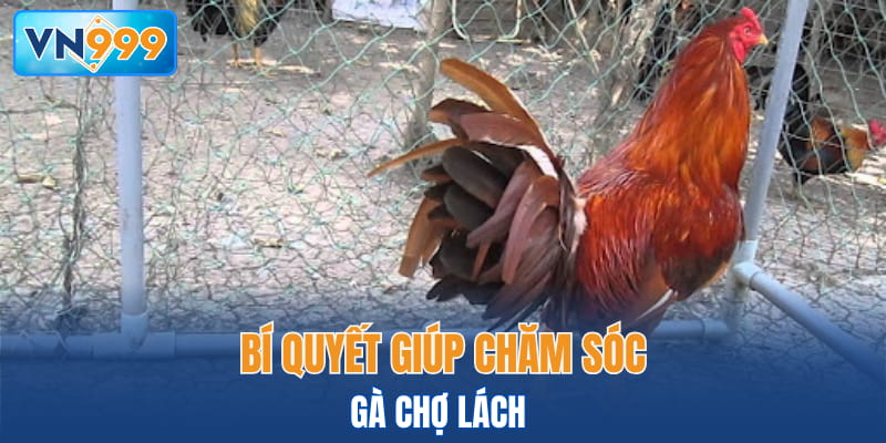 Bí quyết giúp chăm sóc Gà Chợ Lách